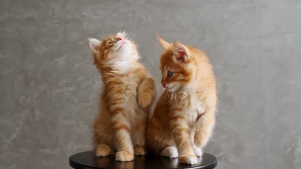 Ginger Kittens Playing Sitting on a Chair on Gray Background