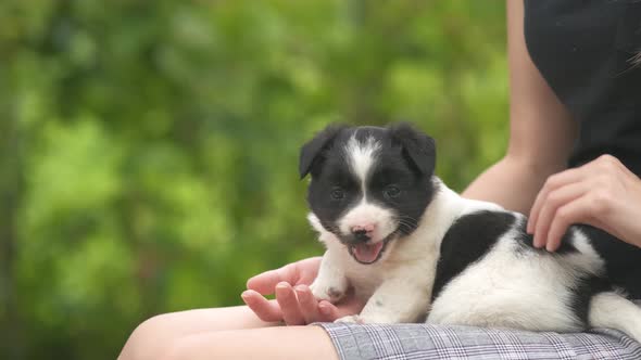 Close up of a woman holding small puppy on her lap.