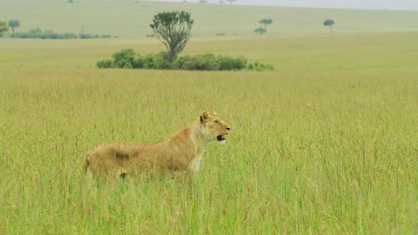 Female lion in the savanna