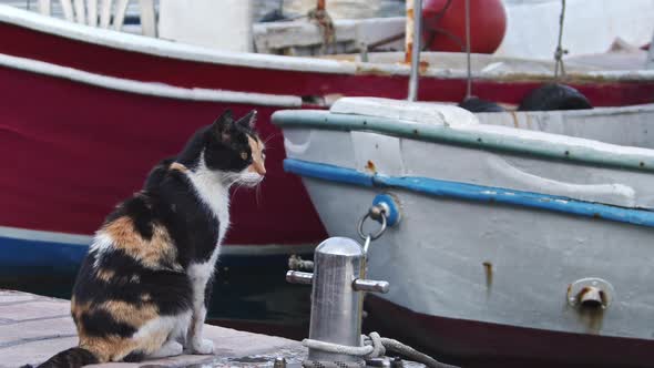 Cute Stray Cat Waiting For Fish In Marine