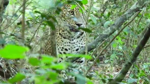 Leopard in the jungle wildlife Sri Lanka big cat hunting