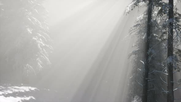 Misty Fog in Pine Forest on Mountain Slopes