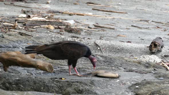 Vulture at the beach eating from a death fish 