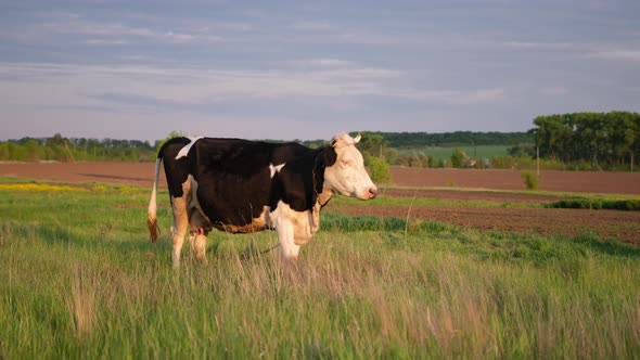 Dairy Cow Standing On the Meadow