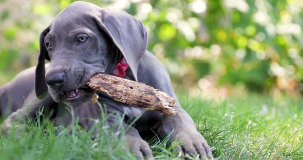 Blue Great Dane puppy chewing on a stick in the tall green grass