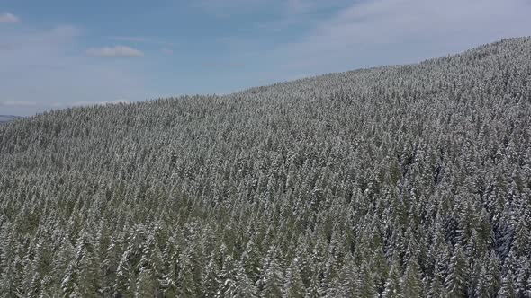 Bird's-eye view of the winter forest on the mountain