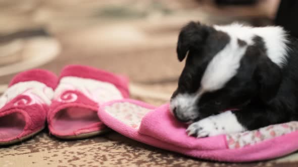 The Little Puppy is Playing with Slippers