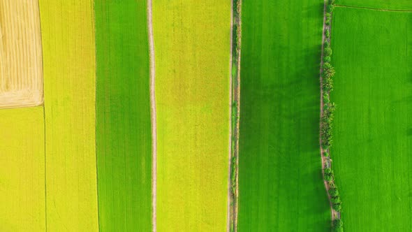 4K Aerial Wide view of Beautiful green rice fields in the rural of Thailand