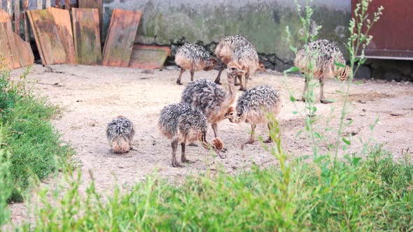 Little Ostrich Chicks Walking on the Farm