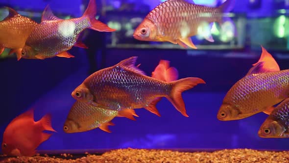 Oceanarium Tropical Fish Swim In A Glass Aquarium