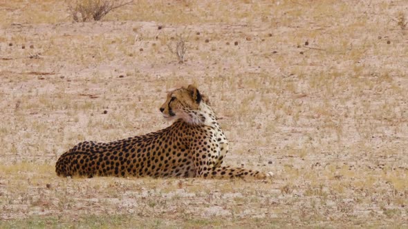 Cheetah Lying Down Evaluating The Surroundings In African Wilderness - Medium Shot