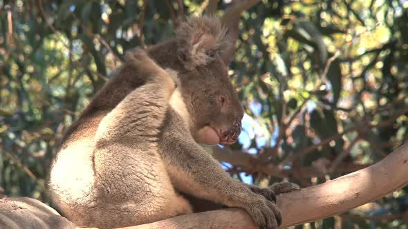 Itchy koala turning in to sleep in a tree