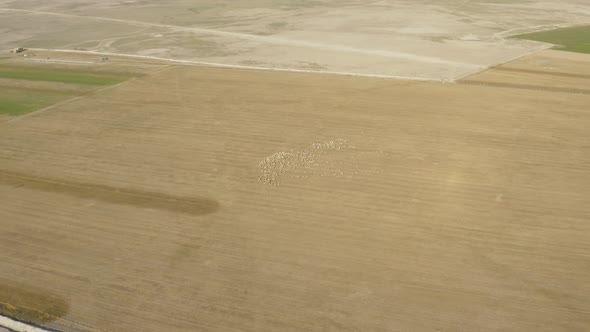 Herd Of Sheep Aerial View