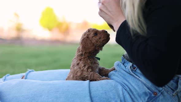 Young blonde woman is playing with cute puppies. Adorable scene, dog pet animal. Goldendoodle.