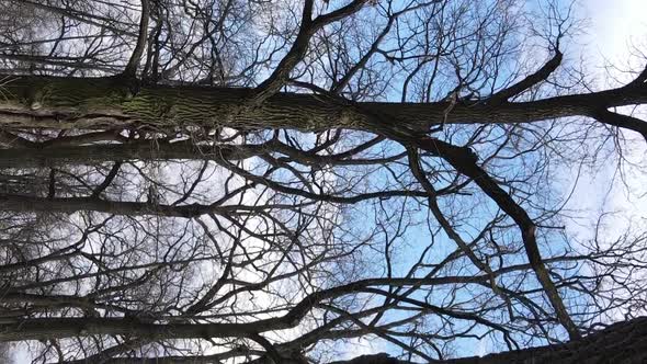 Vertical Video of the Forest with Trees Without Leaves