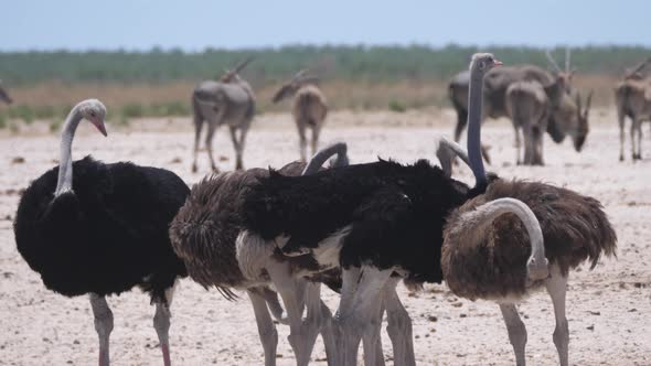 Group of ostrich on a dry savanna