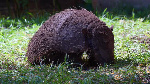 SixBanded Armadillo Euphractus Sexcinctus Eating