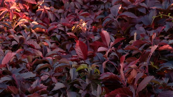 Red Autumn Grape Leaves. Fall Forest Beauty. Golden Tree Leaves. Sun Beam. High Quality  Footage