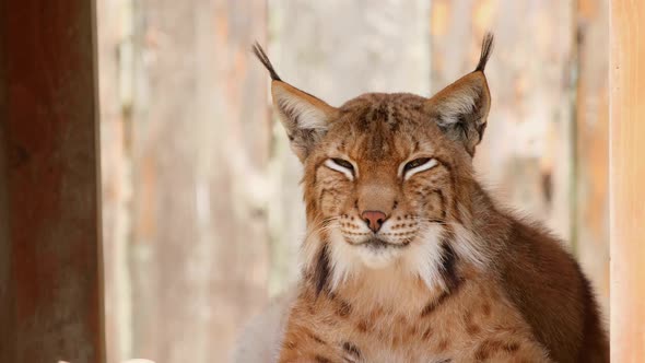 Ross Park Zoo Lynx is Resting in His Wooden House