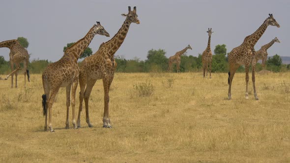 Giraffes standing in the wild