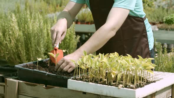 Female Gardener Replanting Seedlings in Greenhouse