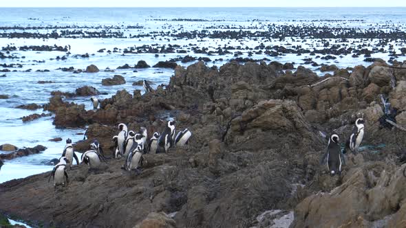 Penguins on the rocks around Betty's Bay 