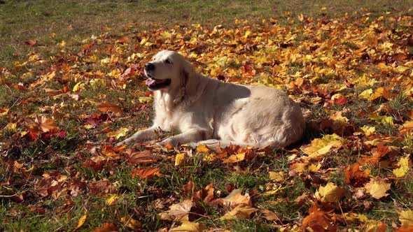 Portrait of a Beautiful Golden Retriever in Fallen Autumn Foliage