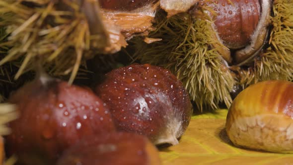 Blurry hedgehogs foreground, Fresh raw Chestnut fruit in display on yellow leaves