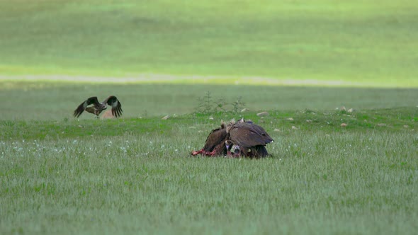 Wild Vulture Herd Eating a Dead Animal Carcass