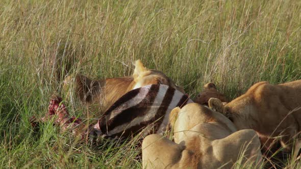 Lion Family Eating a Zebra