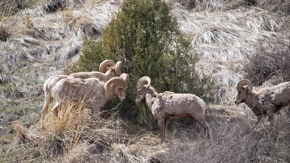 Slow motion of Bighorn Sheep rams butting heads