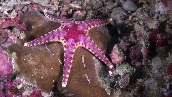 Pink sea star on coral reef. A colorful starfish on a coral reef in the Philippines.