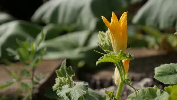 Pumpkin  squash plant   close-up   slow-mo 1080p FullHD footage - Slow motion of yellow Cucurbita pe