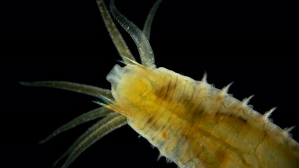 Worm Polychaeta Hypania Invalida Under a Microscope Family Ampharetidae