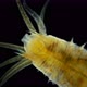 Worm Polychaeta Hypania Invalida Under a Microscope Family Ampharetidae - VideoHive Item for Sale