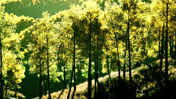 Bright Sunset in the Mountains with Yellow Forest