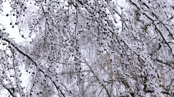 Winter Park Tree In Snowfall