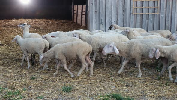 Large Number of Pets Go to Spend Night in the Barn