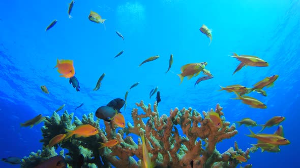 Reef Marine Underwater Scene