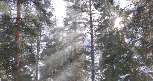 Tree Branches on the Background of Snowfall