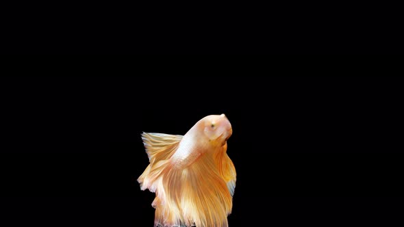 Siamese fighting fish (Betta splendens)