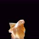 Siamese fighting fish (Betta splendens) - VideoHive Item for Sale