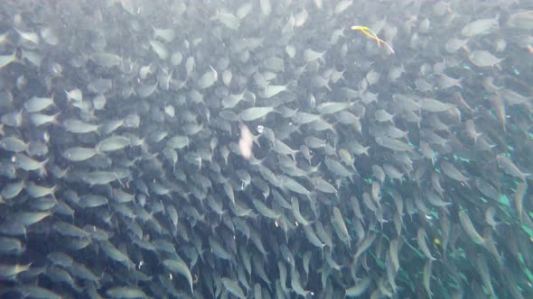 Shoal of Sardines in the Sea