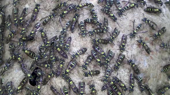 Wasps black and yellow moving in and out of a hive Eumeninae eumeninos