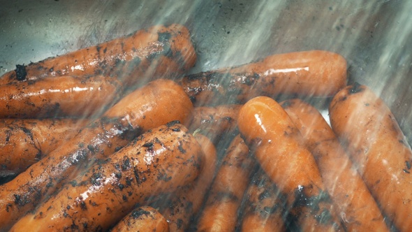 Muddy Freshly Picked Carrots Get Washed