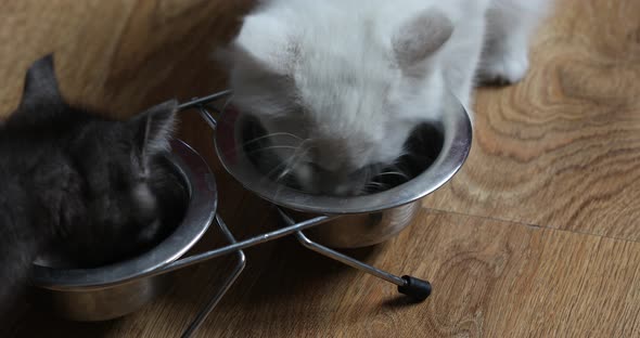 Two kittens eating fresh food for small cats. Advertising kitty food