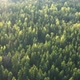 Drone flight above Forest - VideoHive Item for Sale