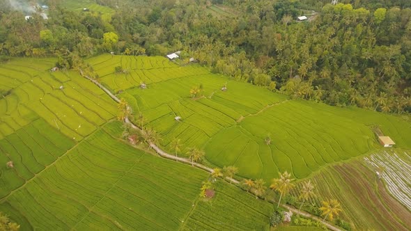 Terrace Rice Fields, Bali,Indonesia.