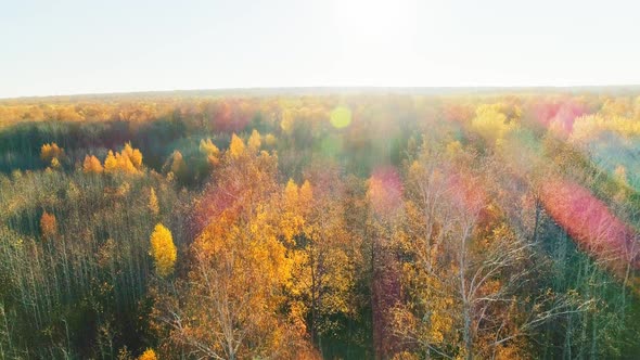 Aerial Video of Autumn Forest on a Sunny Day