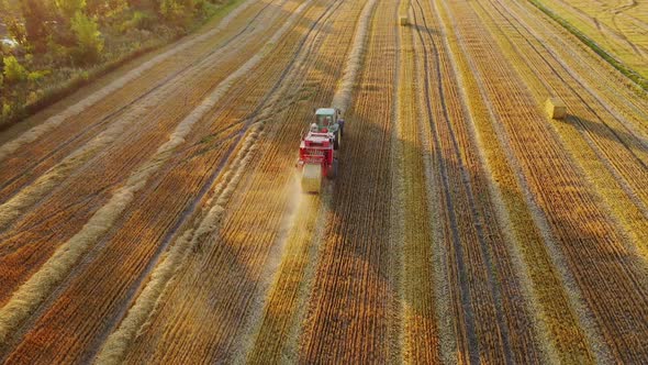 Tractor collects dry hay. Transportation of bales of hay with tractor